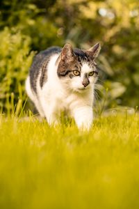 Tierfotografie: Katze schleicht durch das Gras